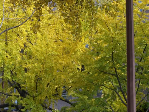 大阪 御堂筋のイチョウ並木の紅葉