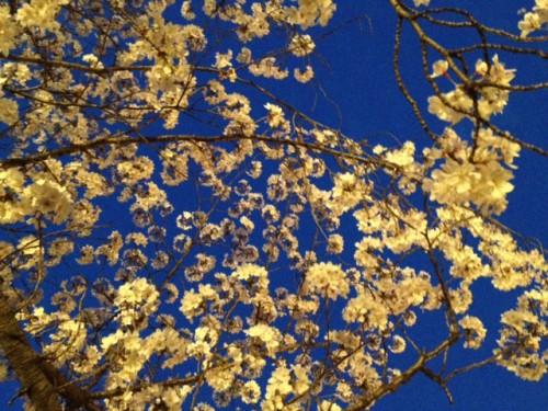 大阪の毛馬桜之宮公園の桜